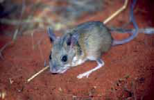 Spinifex Hopping-mouse © Aaron Greenville
