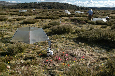 International Tundra Experiment Plot © 2011 Henrik Wahren