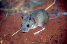 Spinifex Hopping-mouse © Aaron Greenville Spinifex Hopping-mouse © Aaron Greenville