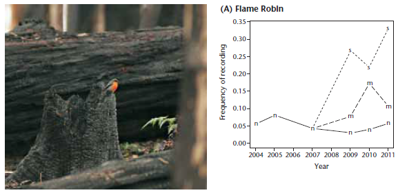 Figure 13.22 from the book: Flame Robin's response to fire Figure 13.22 (A) from the book: Flame Robin's response to fire