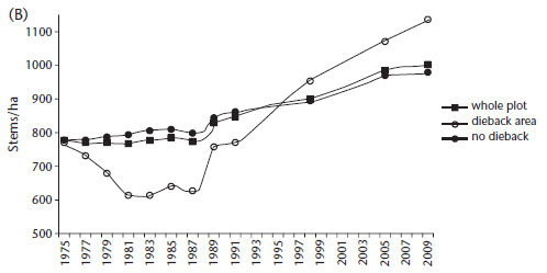 Figure 5.18 (B): Change in stem number at the Garrawalt permanent plot between 1975 and 2009, showing the impact of dieback disease on plot structure, and subsequent recovery. Figure 5.18 (B): Change in stem number at the Garrawalt permanent plot between 1975 and 2009, showing the impact of dieback disease on plot structure, and subsequent recovery.