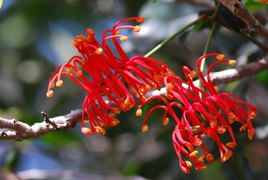 Stenocarpus sinuatus (Loudon) Endl. Stenocarpus sinuatus (Loudon) Endl.