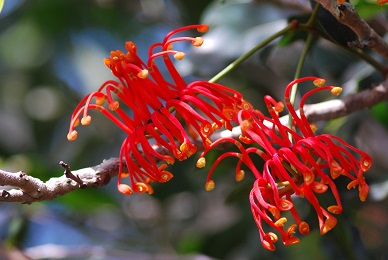 Stenocarpus sinuatus (Loudon) Endl.