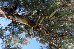 Eucalyptus canopy © Tabitha Boyer