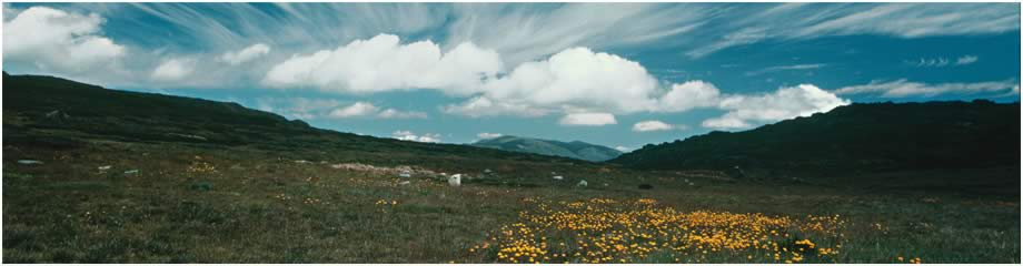 Bogong High Plains