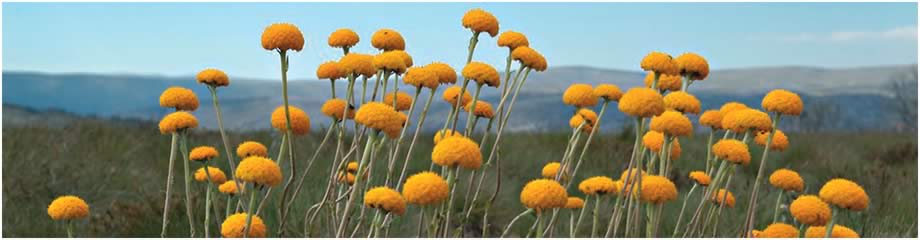 Billy Buttons