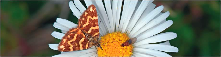 Fly and Moth on Flower